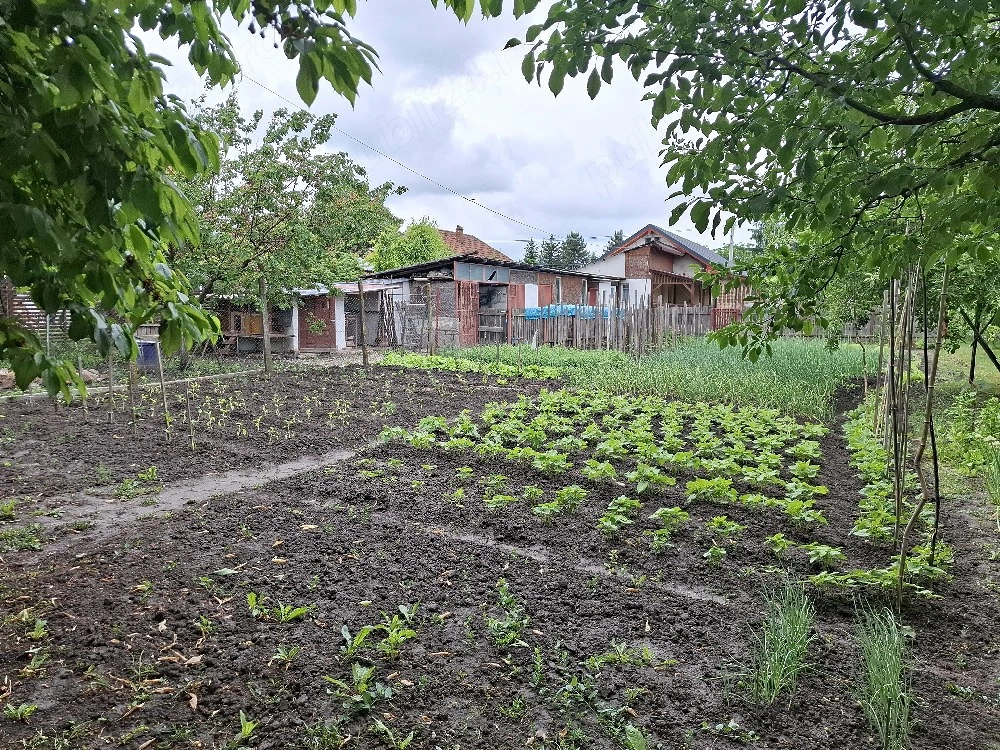 Vand teren si casa cu gradina si livadă  in Mosnita Veche
