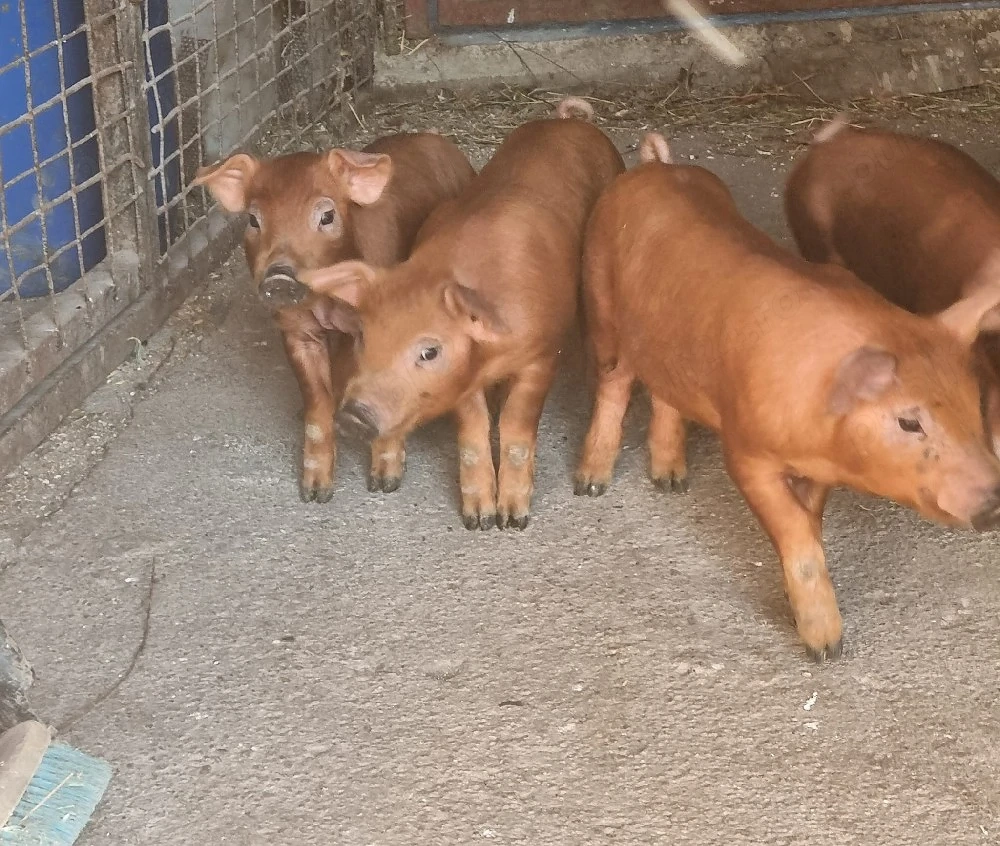 purcei duroc 