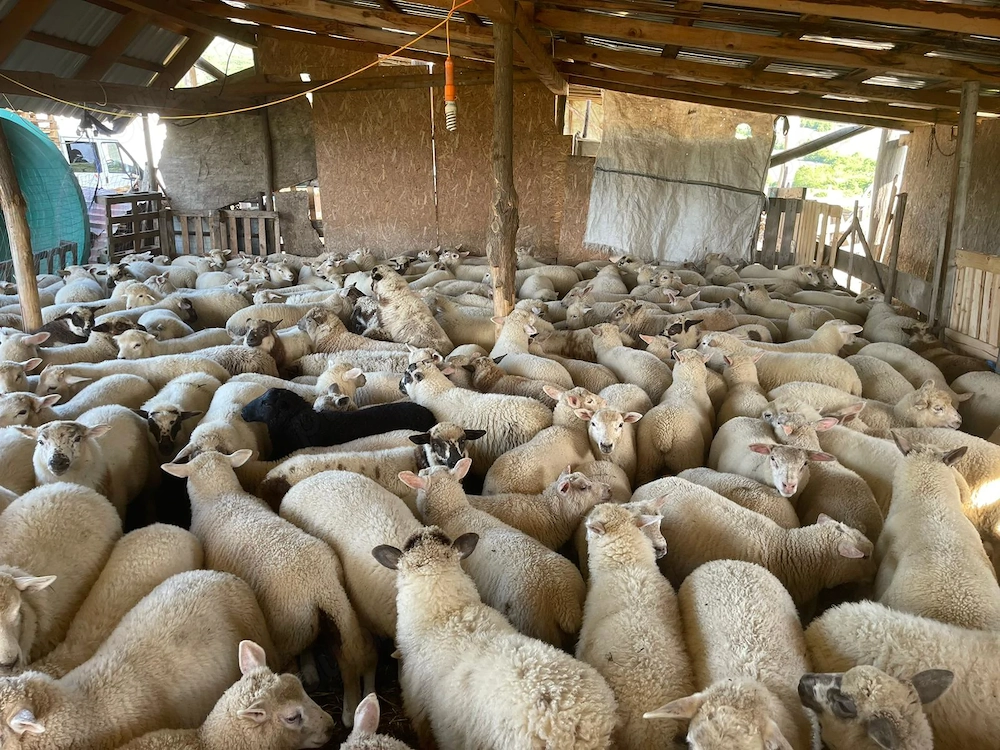 Miei metis texel