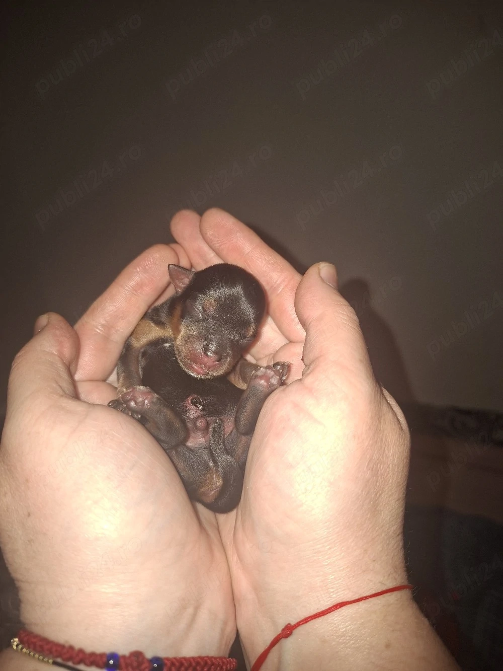 yorkshine terrier