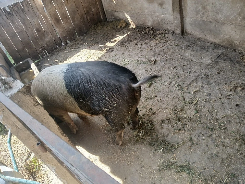 Vând porc gras de tăiat 