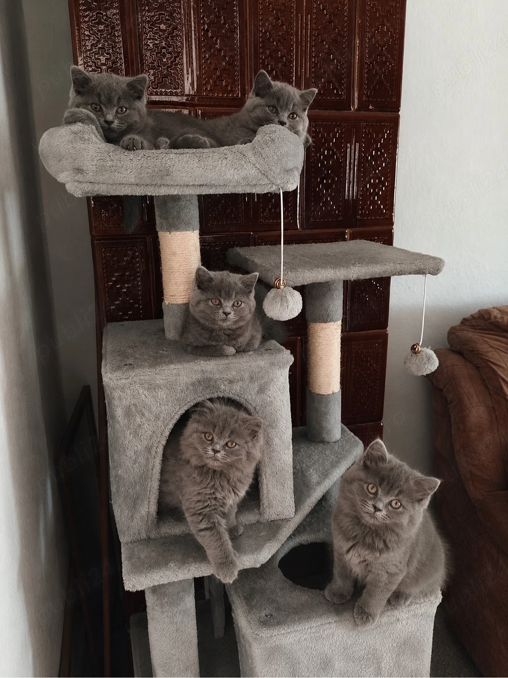 Pisicute superbe rasa British Shorthair se rezeva urgent