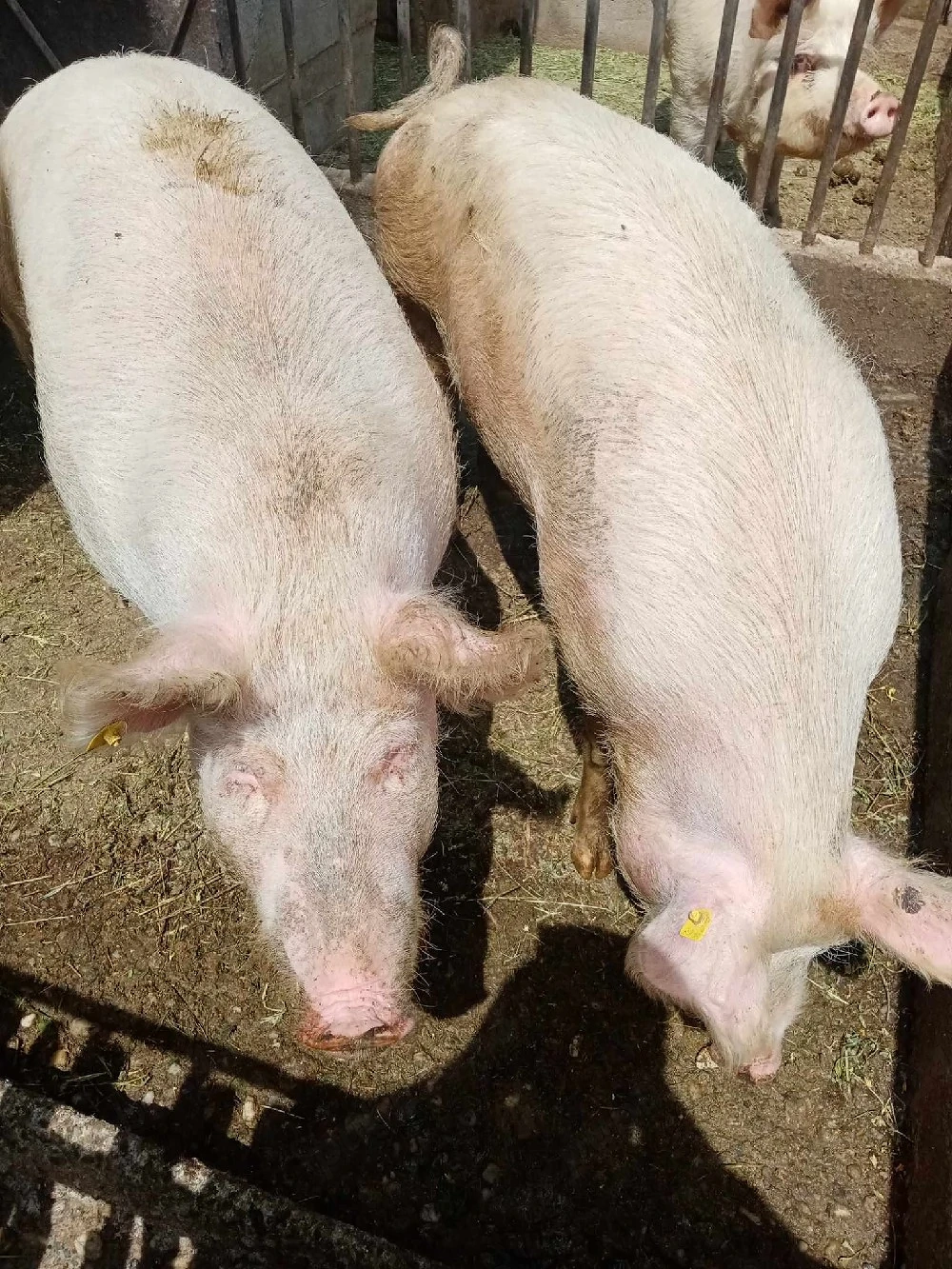 Porci de vânzare 