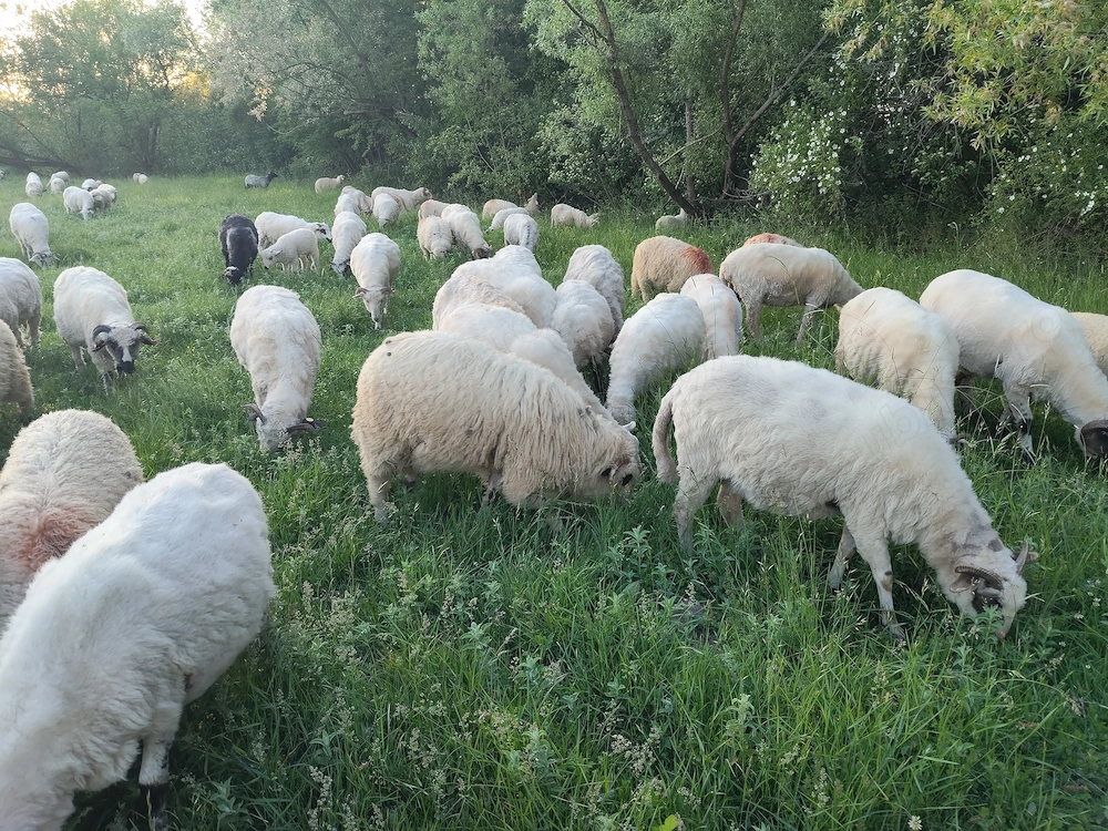 Vând 90 de oi și 50 de miei 