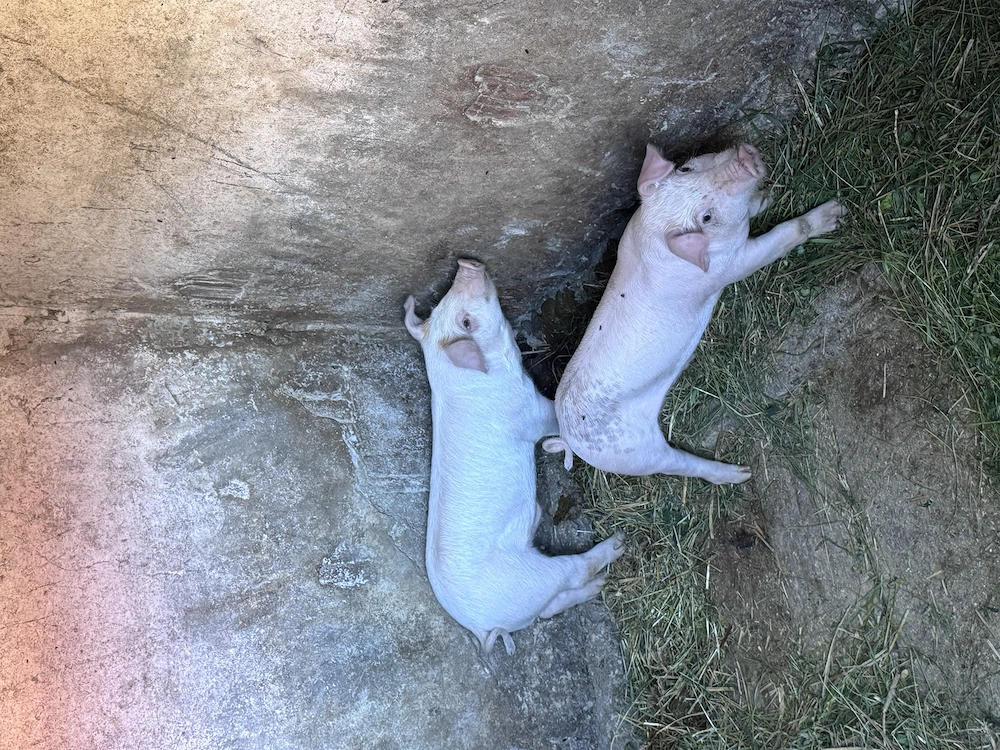 Vând purcei de 6 săptămâni Marele Alb cu Duroc