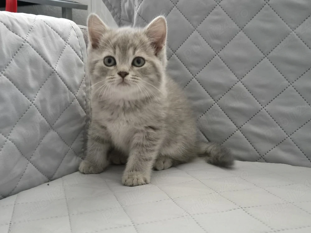 Pui British Shorthair Golden Shaded