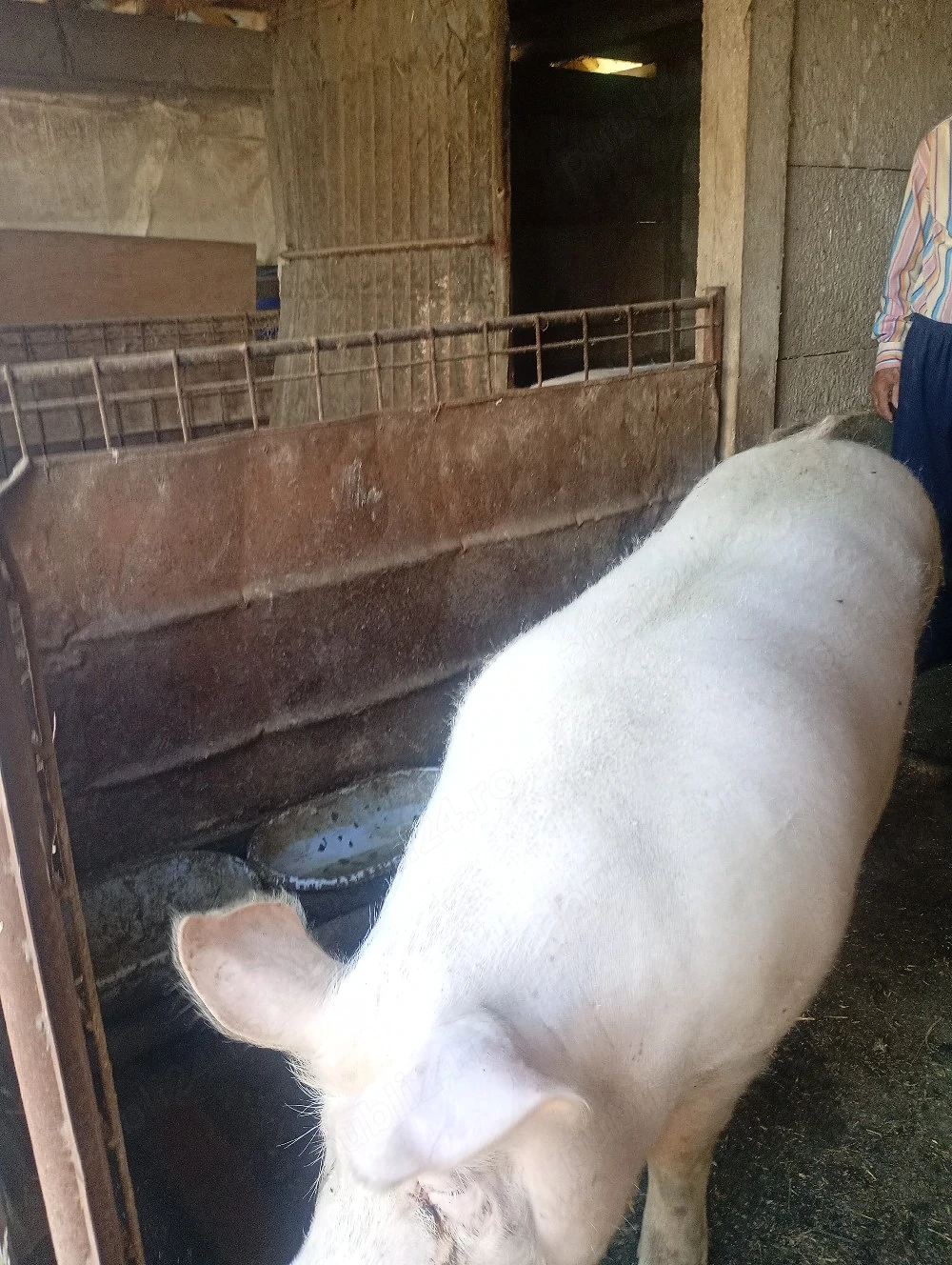 vând porc 