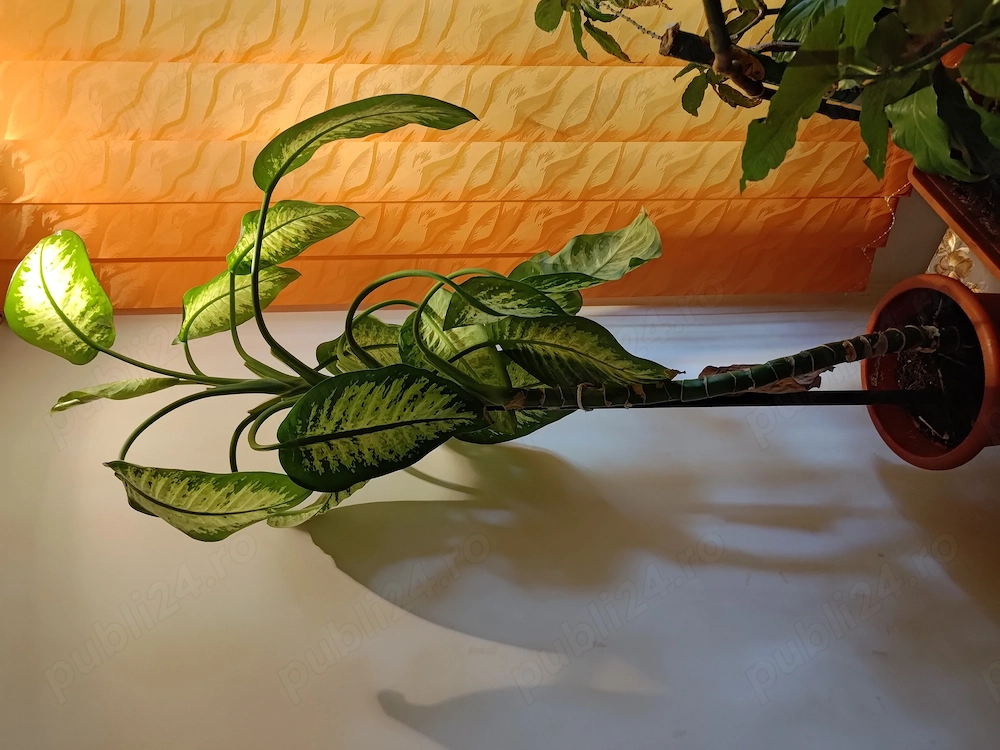 Floare de apartament Dieffenbachia, 1,5-2m