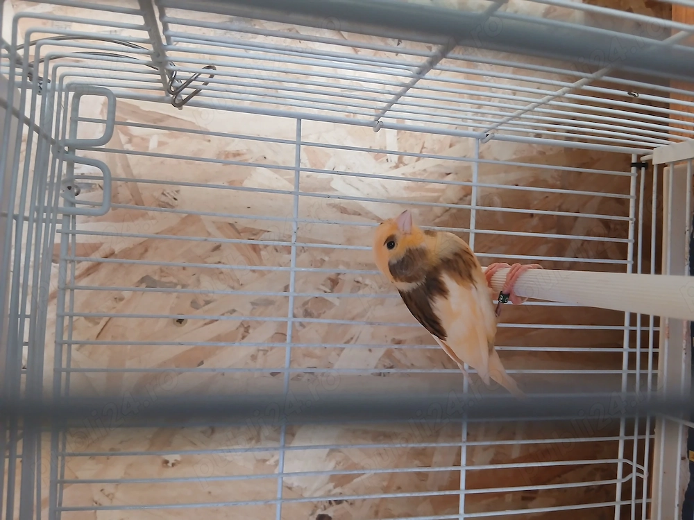 Vândă canari tineri