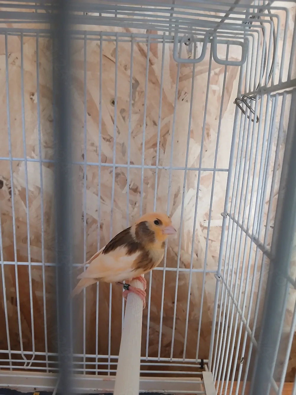 Vândă canari tineri