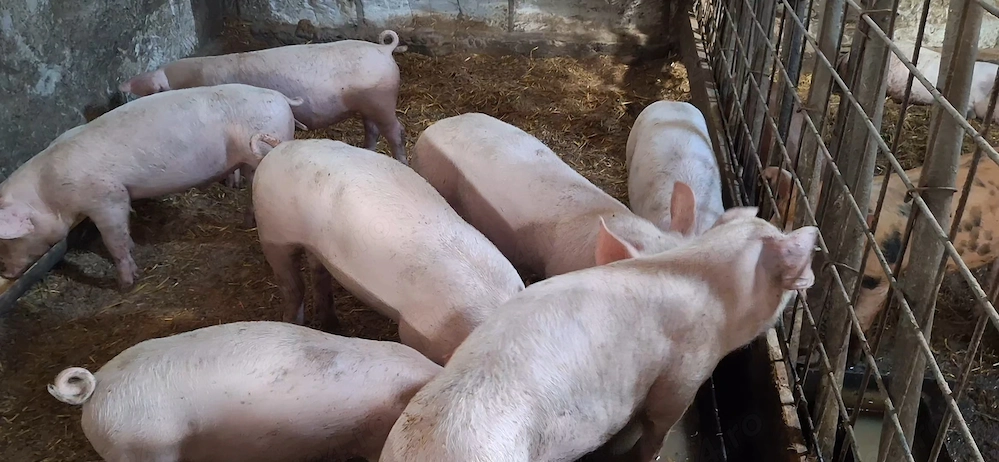 Purcei marele alb cu landrace ( 1 mascul castrat si 3 femele) CALITATEA NE REPREZINTA 