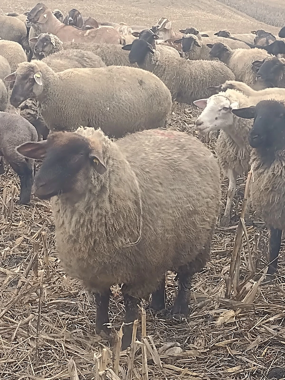 Vând miei 15-30 de kilograme 