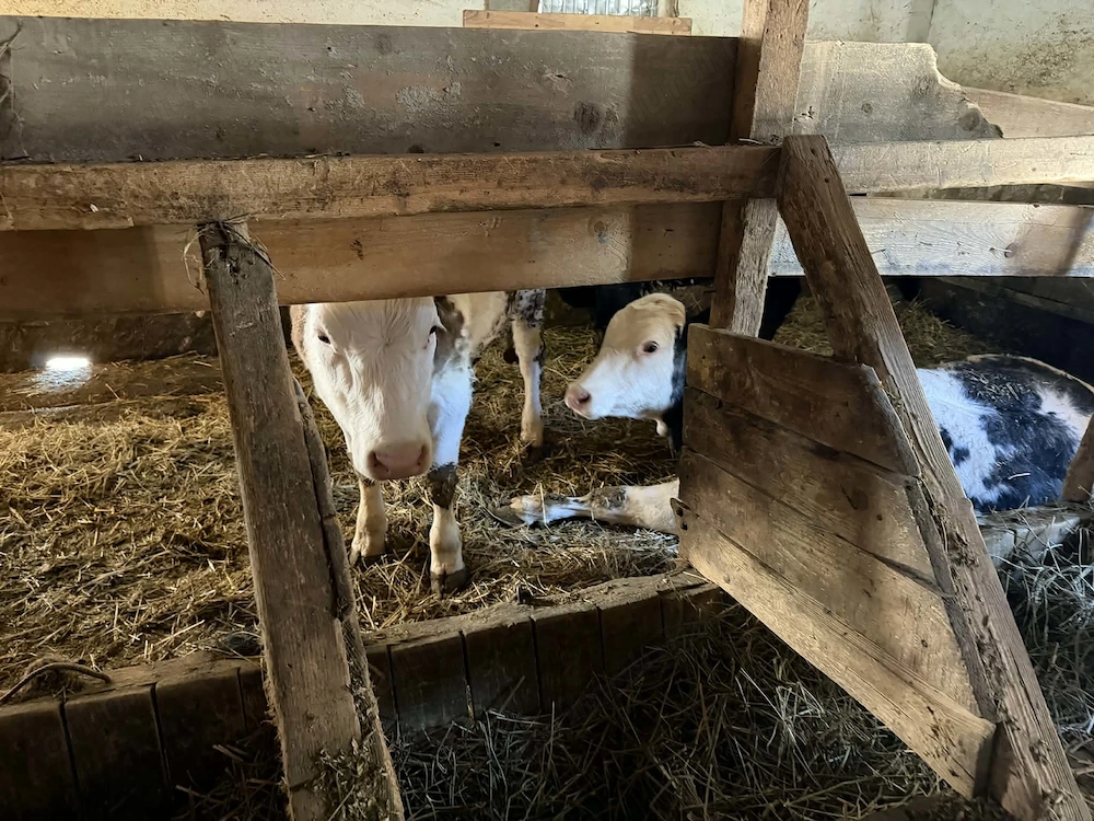Vând viței belgienii angusi balțat si femele balțate 