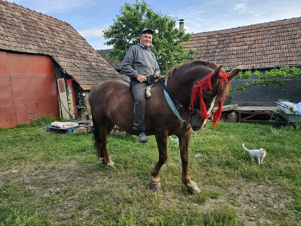 iapa de vânzare 