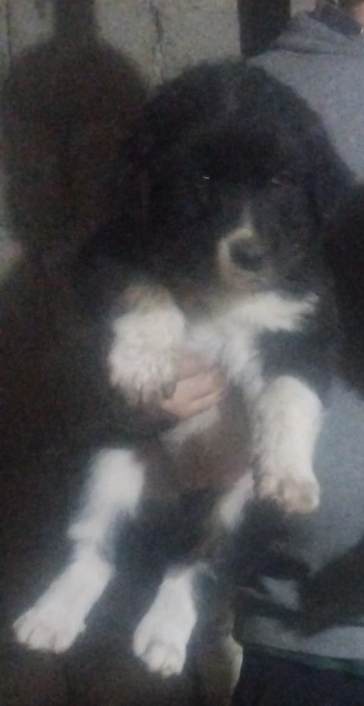 Disponibil pui de Ciobanesc de Bucovina rasa pura