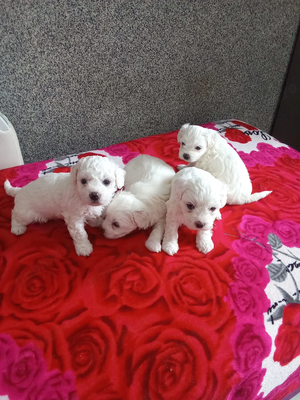 Bichon talie mică 