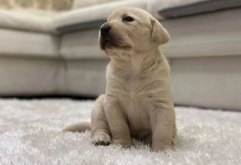 Labrador retreveri