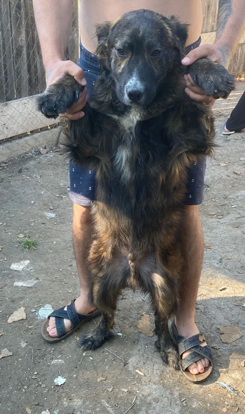 Vad câine ciobănesc volkodav