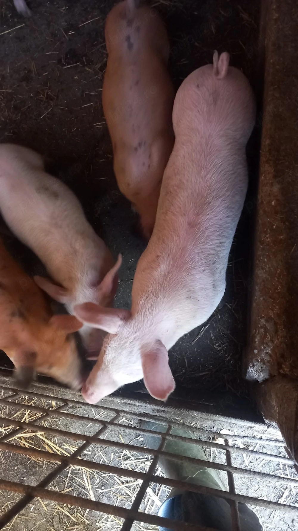 Vând purcei de 8 săptămâni  preț 300 lei bucata