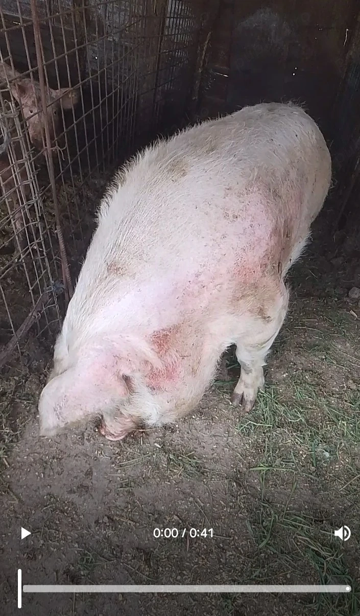 porci 300 kg