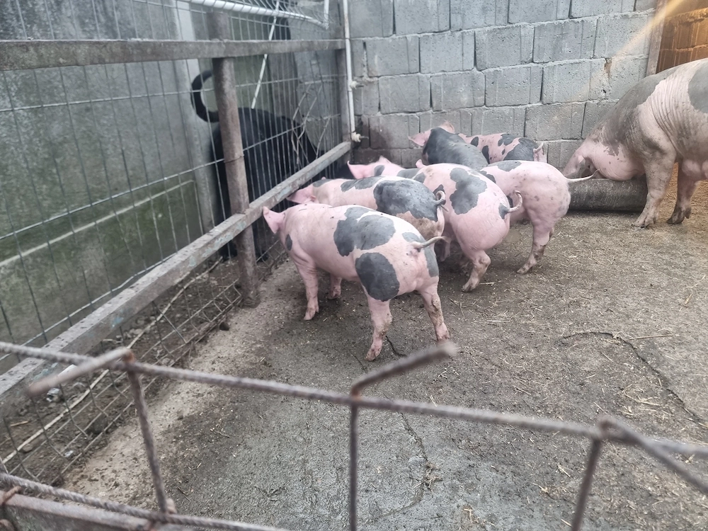 De vanzare purcei 9 saptamani