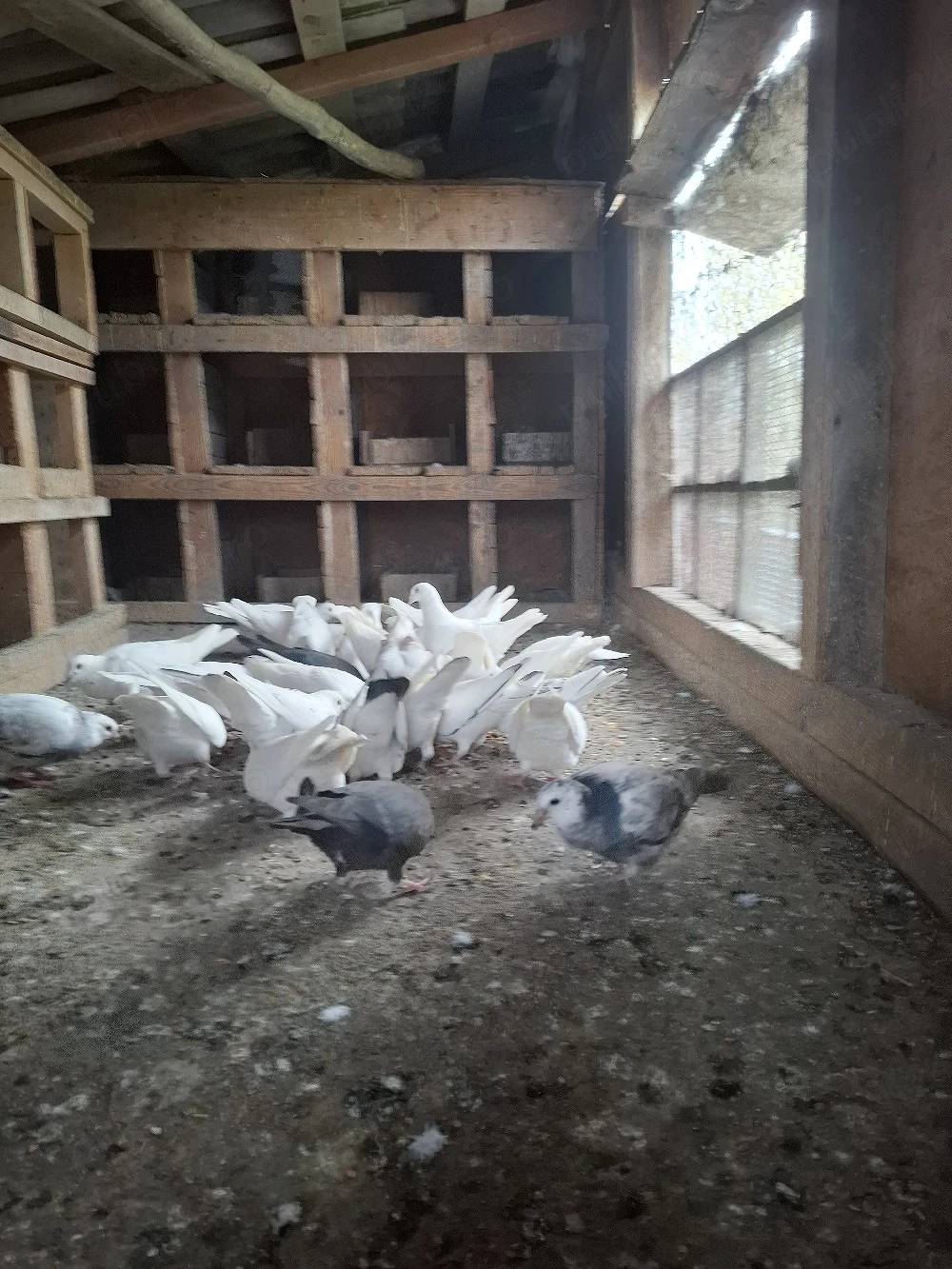 vand porumbei voiajori albi 