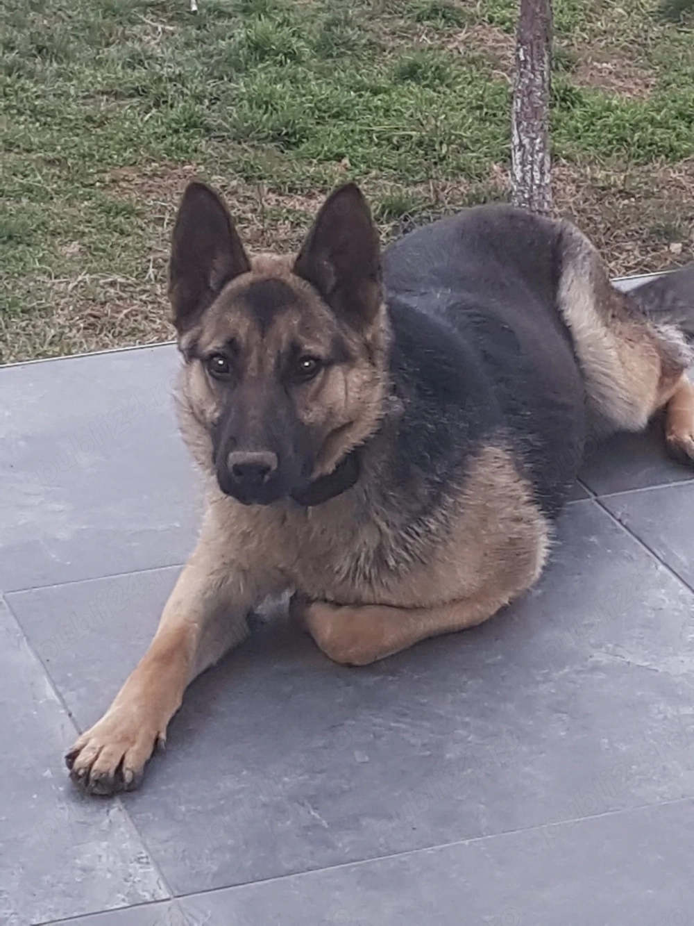 Donez Ciobănesc German 