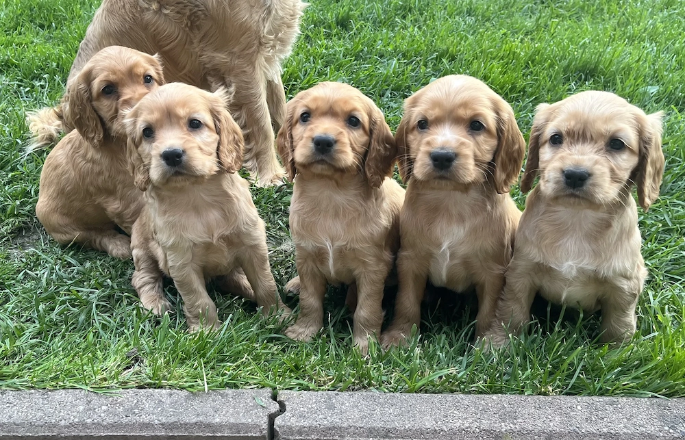 cocker spaniel de vanzare