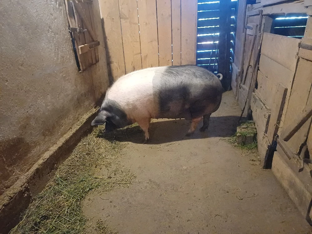 vand porci de tăiat 