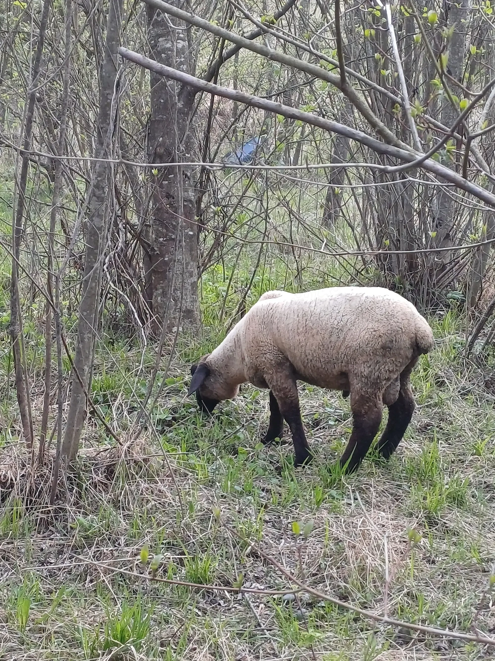 Berbecuti Suffolk 