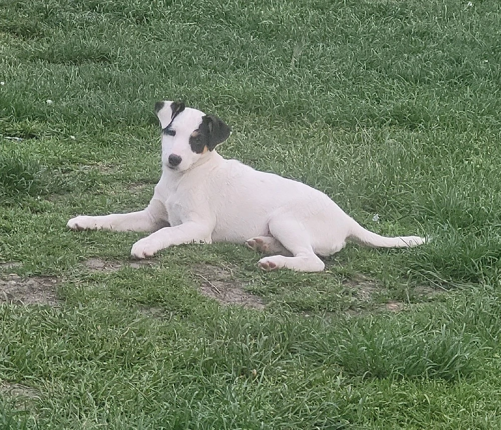 Jack russell terier 