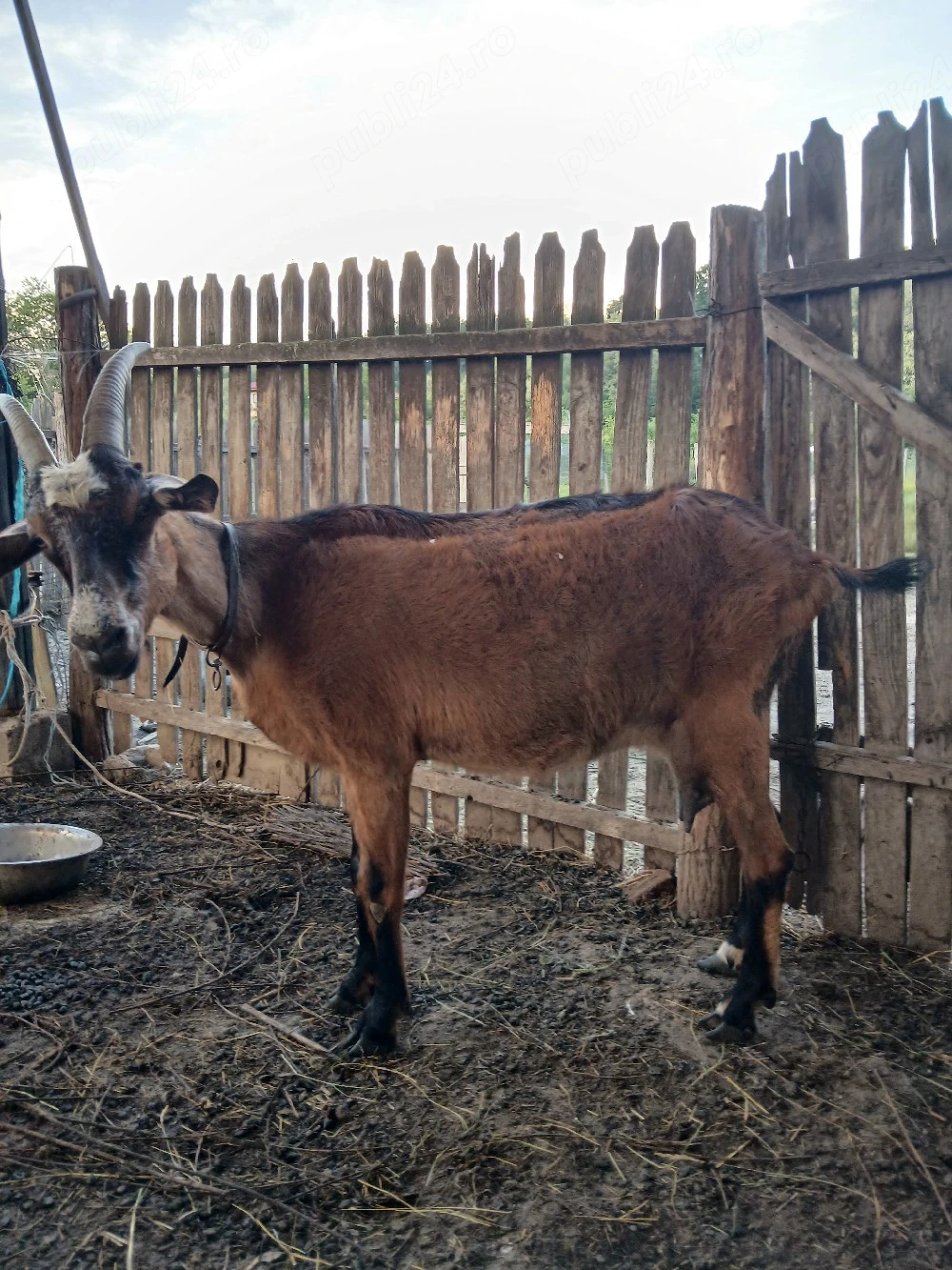 vând capra alpin franceza 