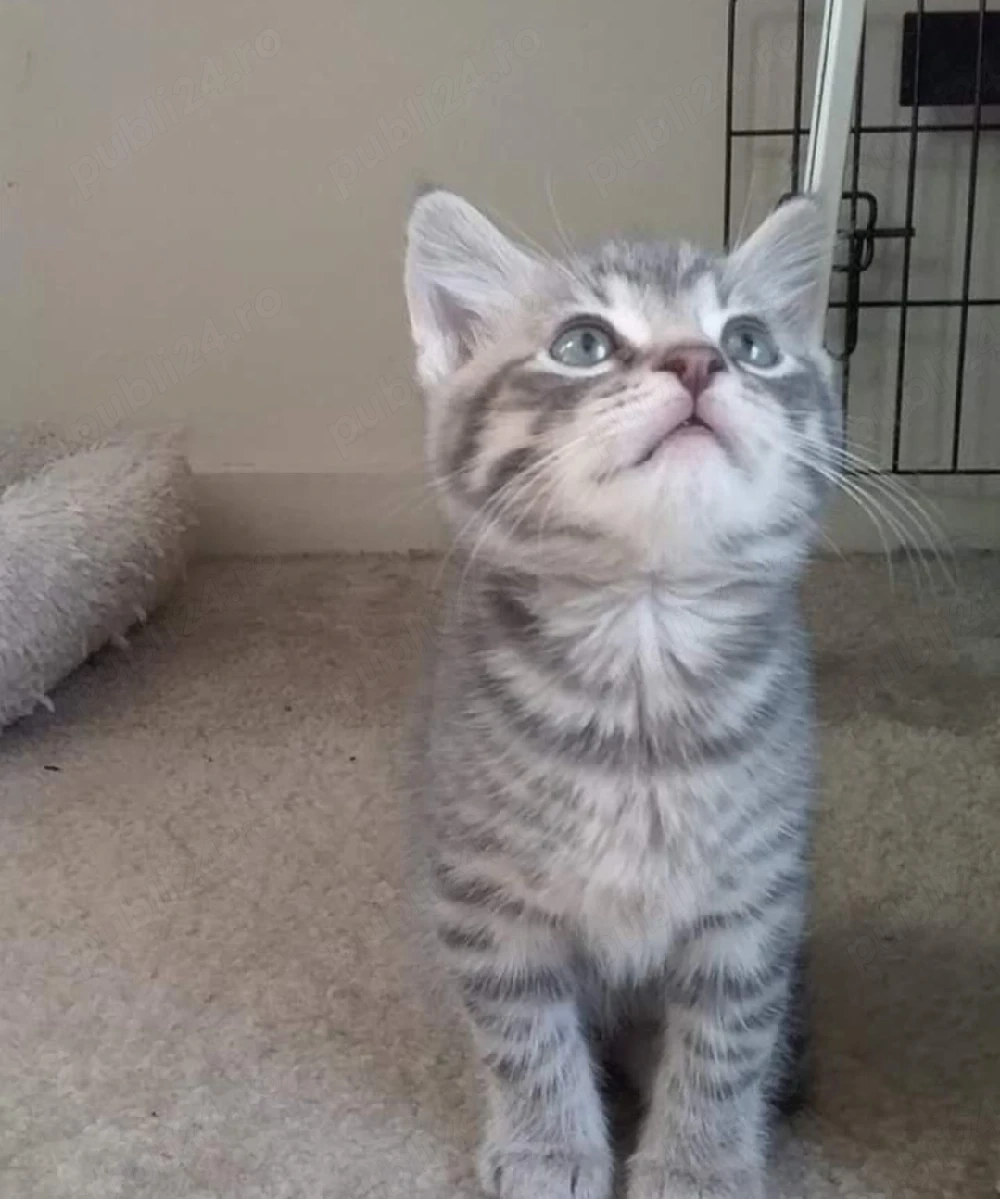 Silver Tabby 