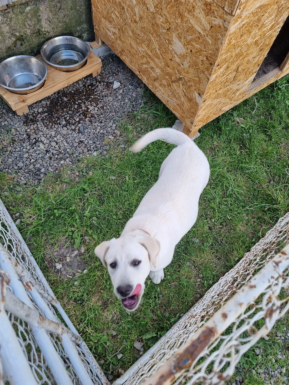 Labrador, femela, 4 luni