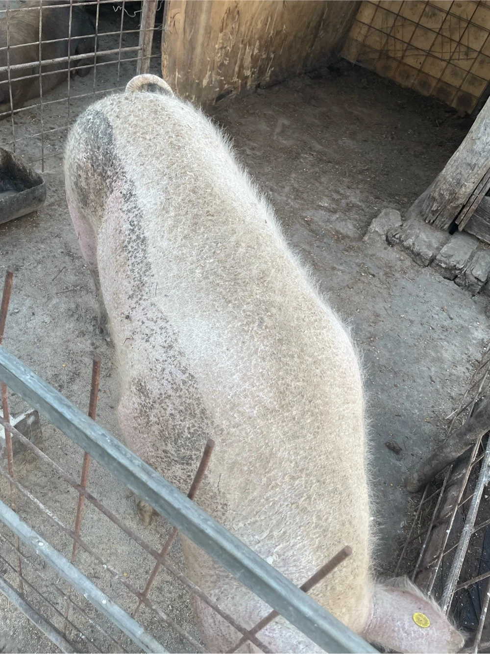 porc de vânzare