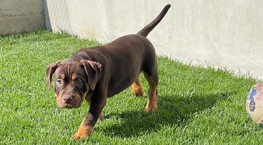 American Bully Pocket ABKC pedigree 12 saptamani 