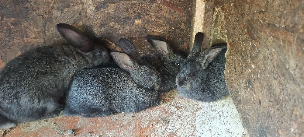 vând iepurași de o luna si o săptămână 