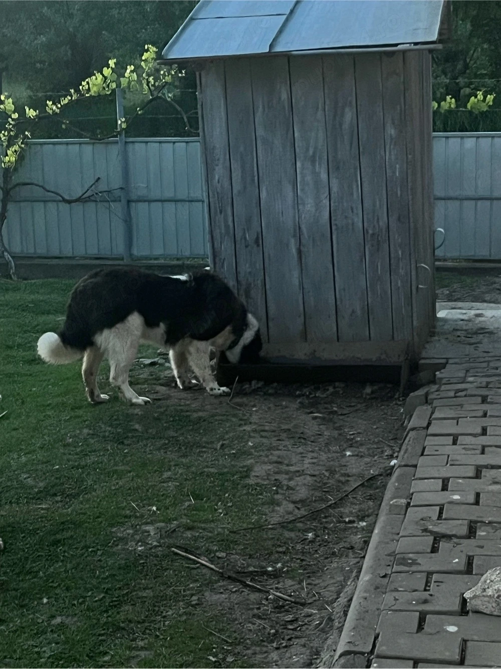 Vând femelă ciobanesc de Bucovina 