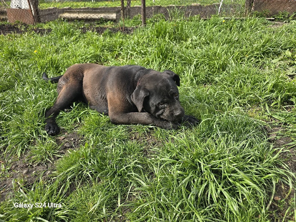 cățelușa cane corso 