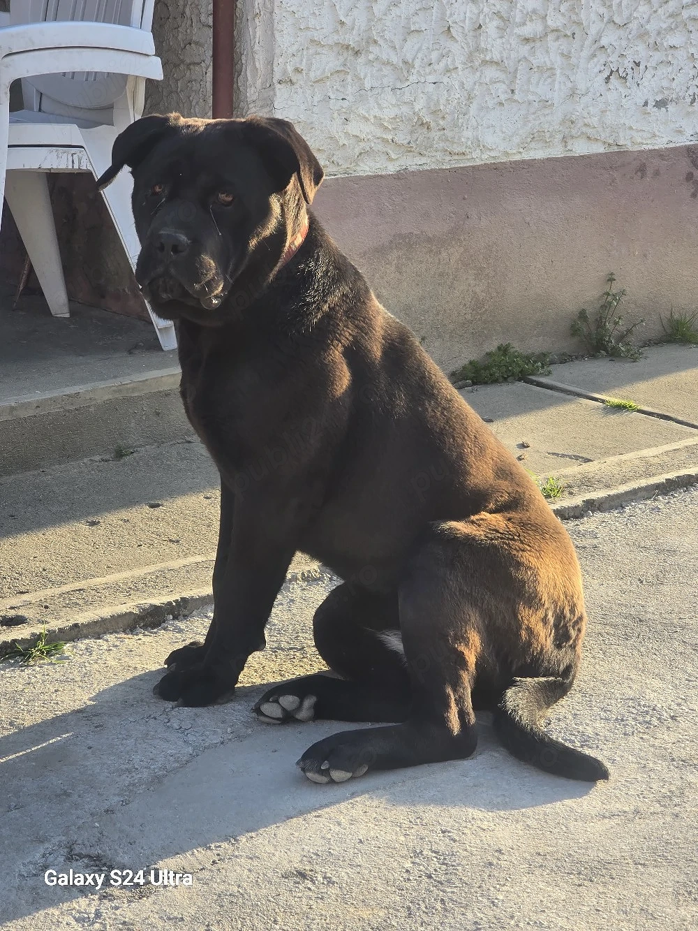 Cane corso catelusa 