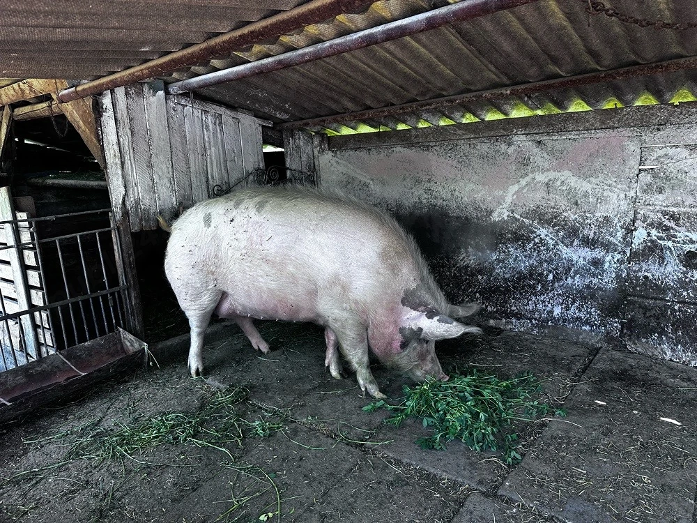 Vand porc 330 kg
