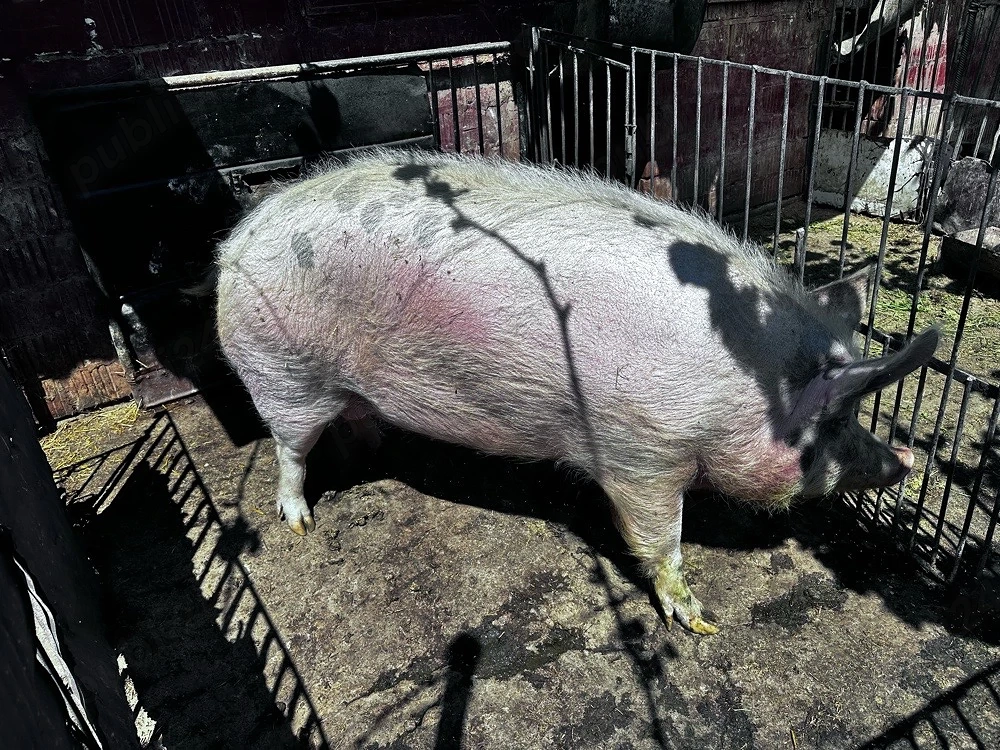Vand porc 300 kg