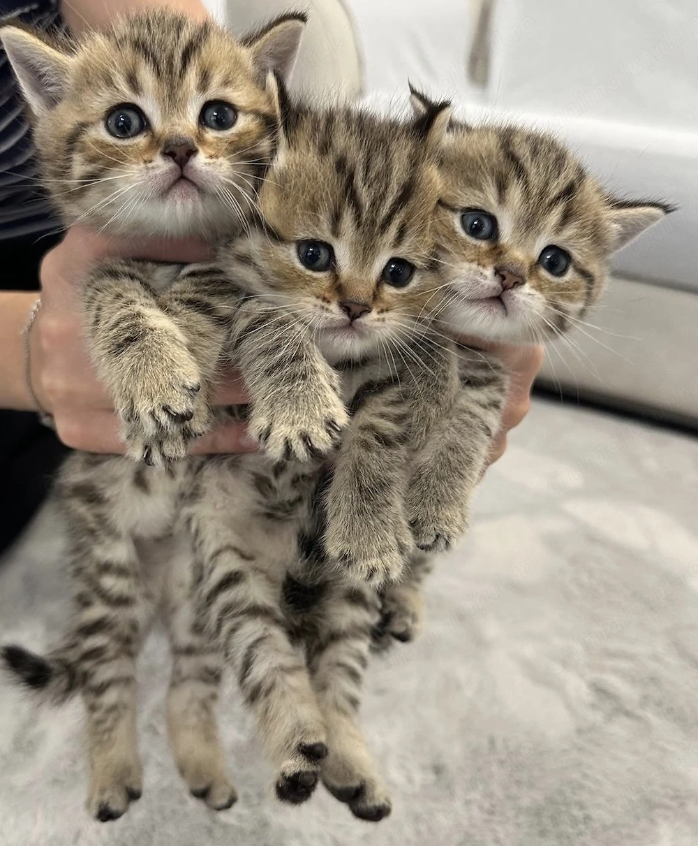 British shorthair tabby