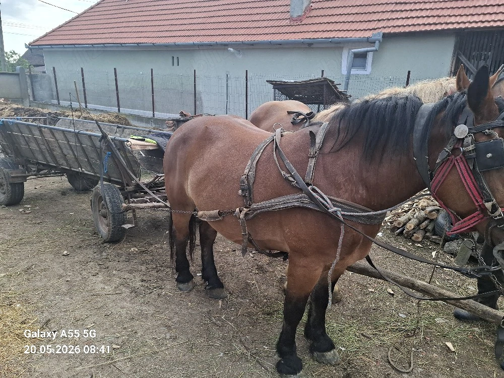Vând iapă rosie din imagine.