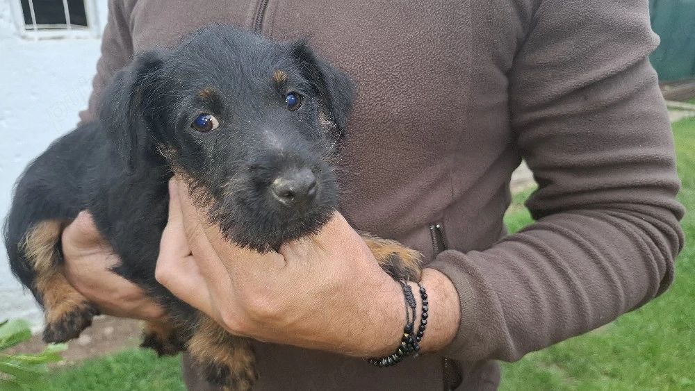 Jagd terrier