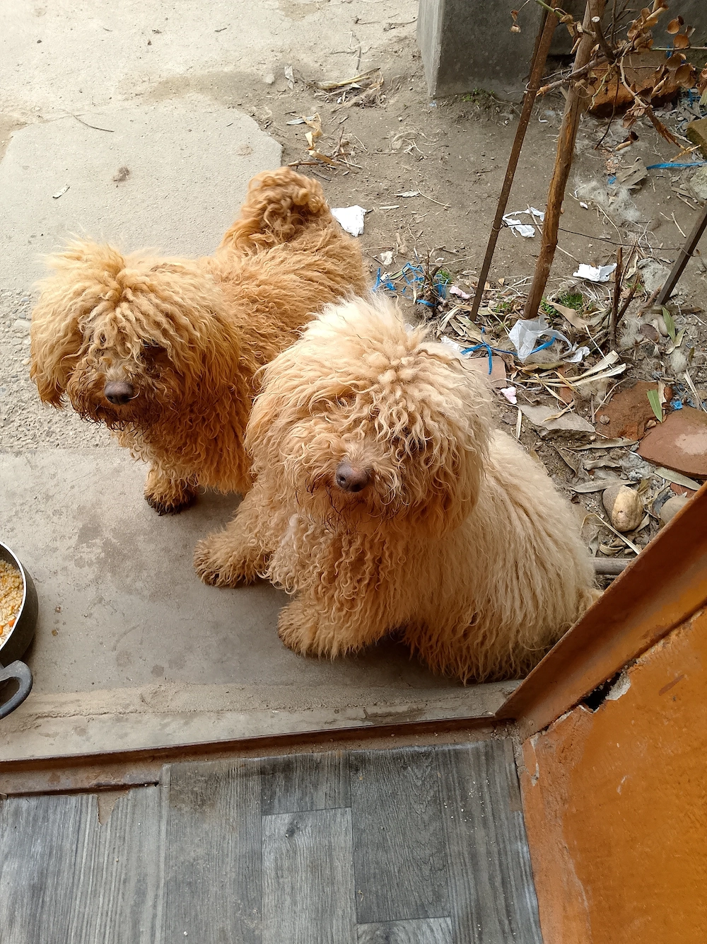 Vand femela și mascul din rasa pudel( caniche )