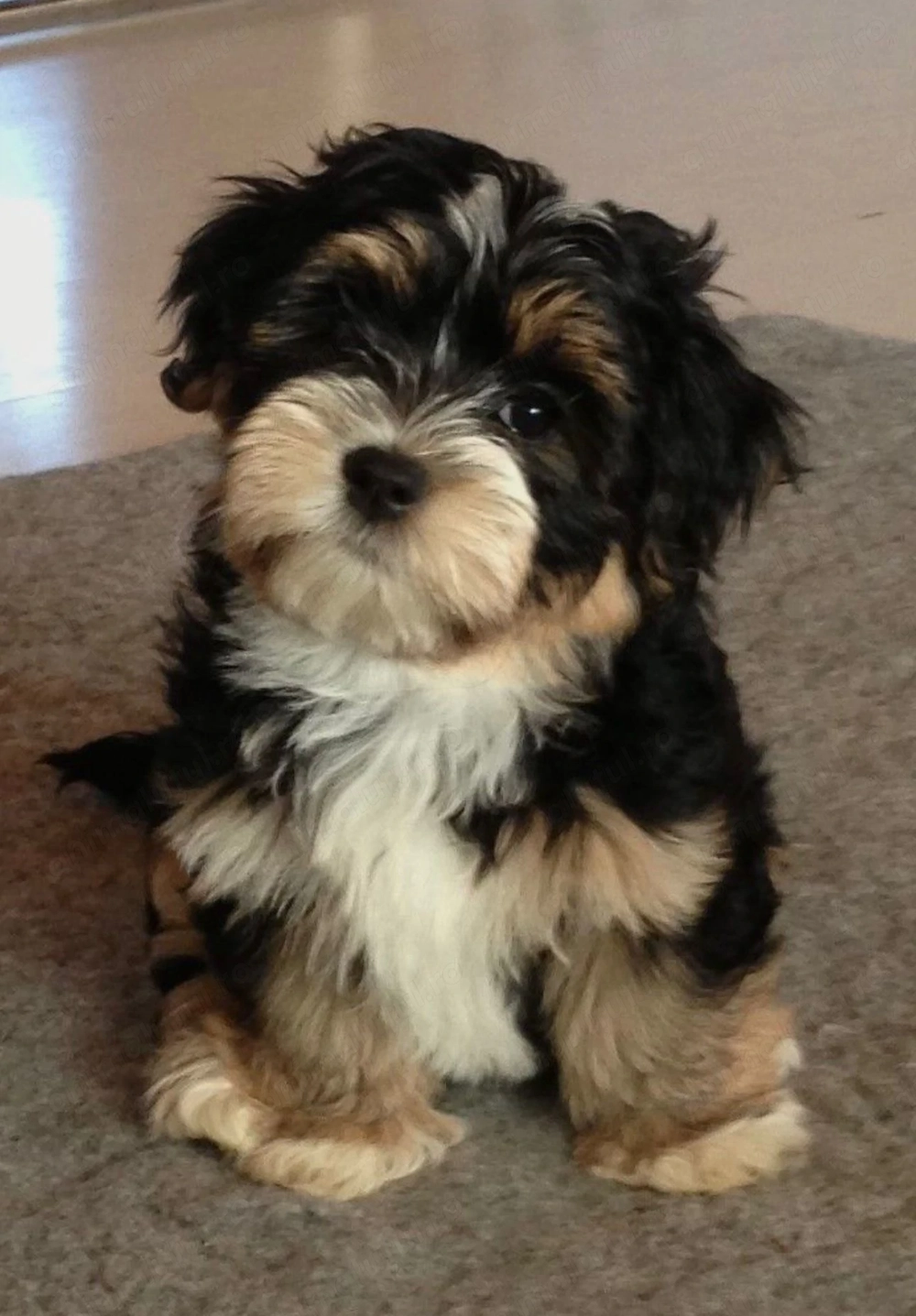 Bichon havanez 500 lei