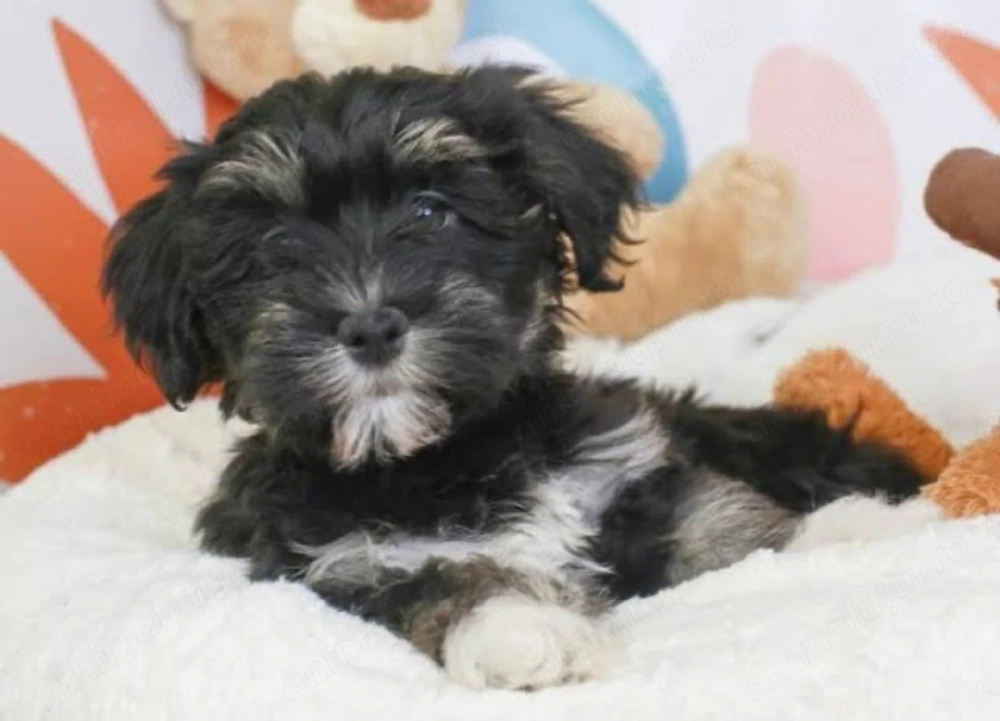 Bichon havanez 600 lei
