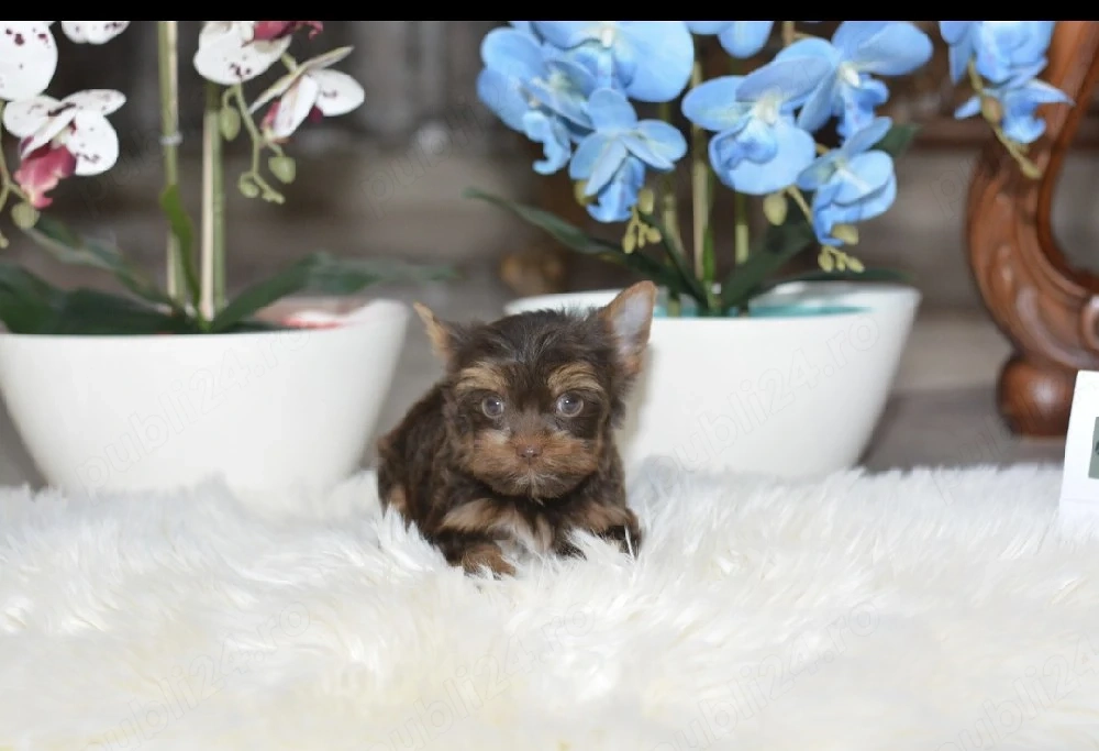 Yorkshire terrier chokolatiu 