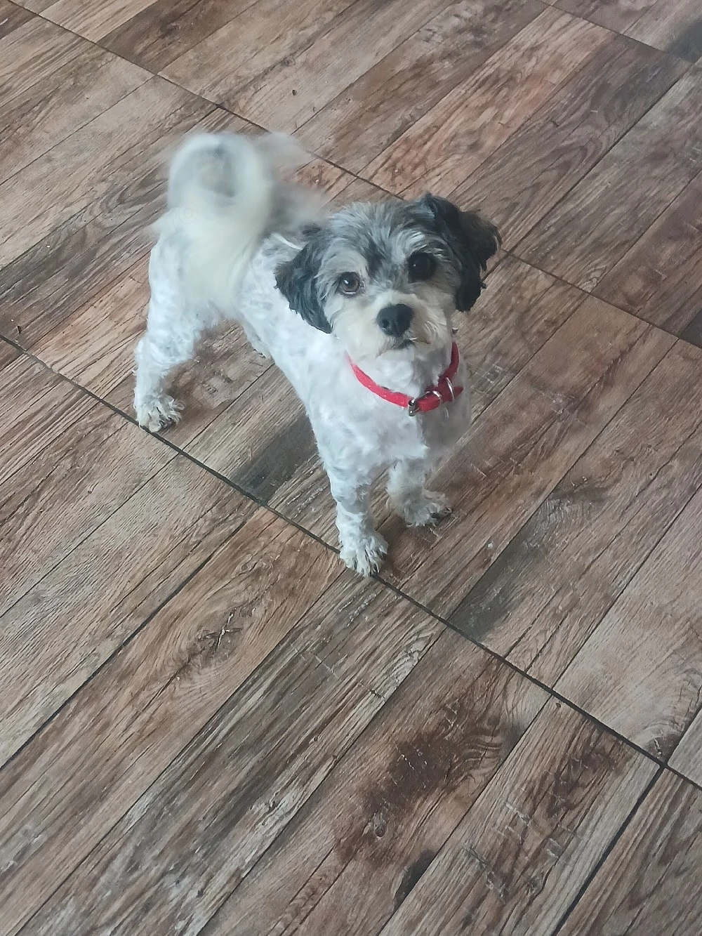 Bichon Havanez Mascul
